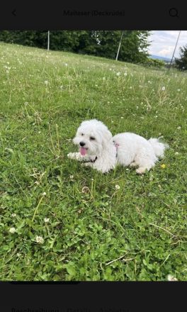 Deckrüde Mini Malteser (keinen Verkauf!)