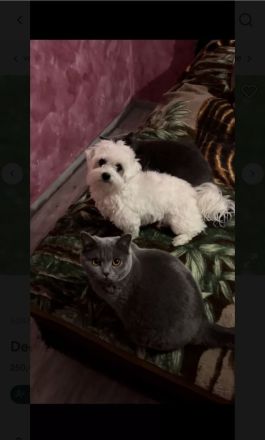 Deckrüde Mini Malteser (keinen Verkauf!)