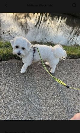 Deckrüde Mini Malteser (keinen Verkauf!)