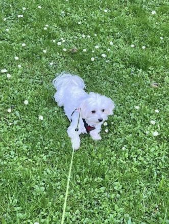 Deckrüde Mini Malteser (keinen Verkauf!)