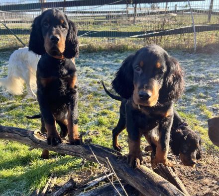 Wunderschöne Gordon Setter Welpen mit Papierern