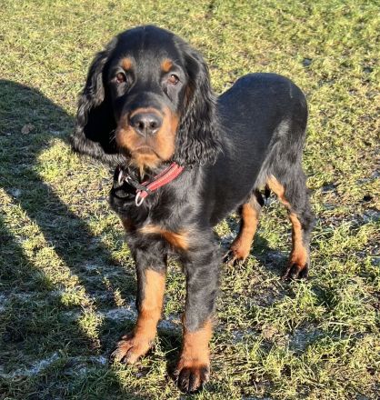 Wunderschöne Gordon Setter Welpen mit Papierern