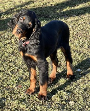 Wunderschöne Gordon Setter Welpen mit Papierern