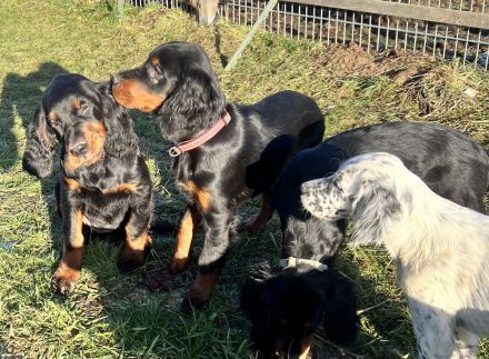 Wunderschöne Gordon Setter Welpen mit Papierern