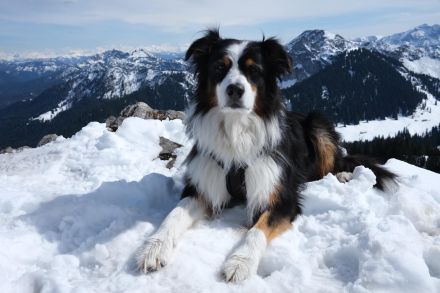 SUCHEN Aussie Rüde max. 12 Monate