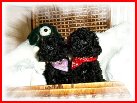 Zuckersüßes Toy / Zwerg Pudel Mädchen mit Papiere ( Ahnen Pass ) sucht noch liebevolles Zuhause