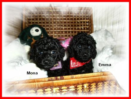 Zuckersüßes Toy / Zwerg Pudel Mädchen mit Papiere ( Ahnen Pass ) sucht noch liebevolles Zuhause