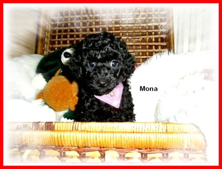 Zuckersüßes Toy / Zwerg Pudel Mädchen mit Papiere ( Ahnen Pass ) sucht noch liebevolles Zuhause