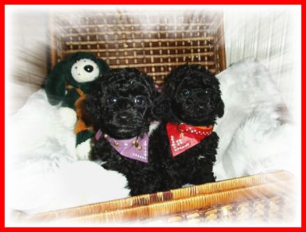 Zuckersüßes Toy / Zwerg Pudel Mädchen mit Papiere ( Ahnen Pass ) sucht noch liebevolles Zuhause