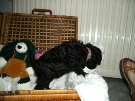 Zuckersüßes Toy / Zwerg Pudel Mädchen mit Papiere ( Ahnen Pass ) sucht noch liebevolles Zuhause