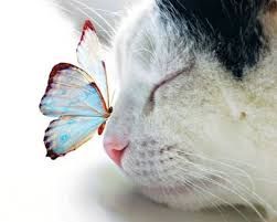 Biete Katzenbetreuung in Trier