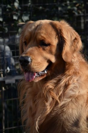 Golden Retriever Deckrüde aus besten FCI Linien