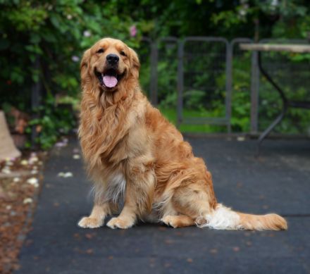 Golden Retriever Deckrüde aus besten FCI Linien