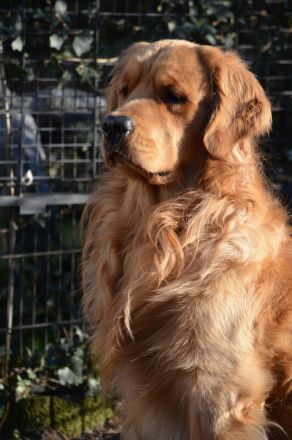 Golden Retriever Deckrüde aus besten FCI Linien