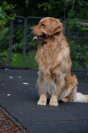Golden Retriever Deckrüde aus besten FCI Linien