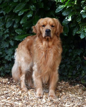 Golden Retriever Deckrüde aus besten FCI Linien