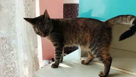 Die freundliche Naddel sucht ein Zuhause!