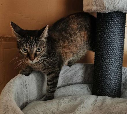 Die freundliche Naddel sucht ein Zuhause!