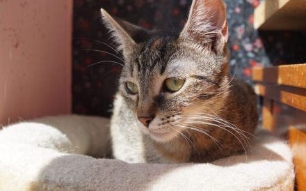 Die freundliche Naddel sucht ein Zuhause!