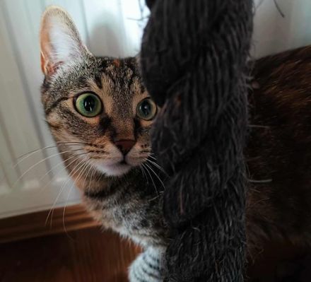 Die freundliche Naddel sucht ein Zuhause!