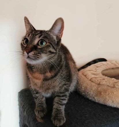 Die freundliche Naddel sucht ein Zuhause!