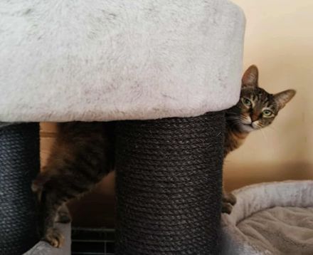 Die freundliche Naddel sucht ein Zuhause!