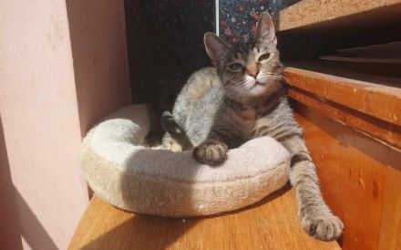 Die freundliche Naddel sucht ein Zuhause!