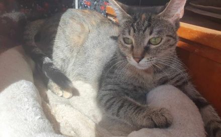 Die freundliche Naddel sucht ein Zuhause!