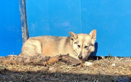 Die schöne Aphrodite sucht ein Zuhause.