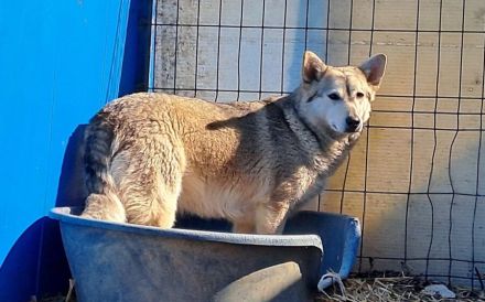 Die schöne Aphrodite sucht ein Zuhause.