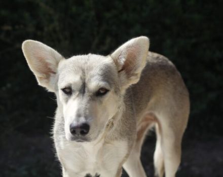 Die schöne Aphrodite sucht ein Zuhause.