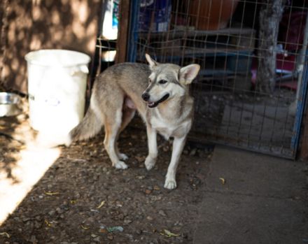 Die schöne Aphrodite sucht ein Zuhause.