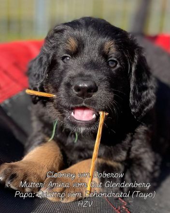 Hovawart Welpen C-Wurf von Doberow
