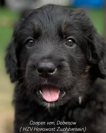 Hovawart Welpen C-Wurf von Doberow