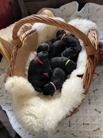 Hovawart Welpen C-Wurf von Doberow