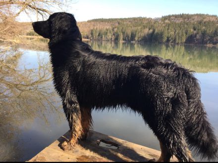 Hovawart Welpen C-Wurf von Doberow