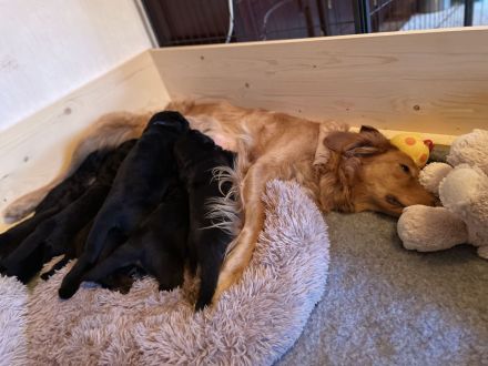 Hovawart Welpen C-Wurf von Doberow