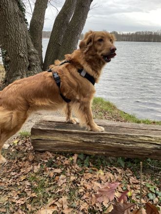 Hovawart Welpen C-Wurf von Doberow