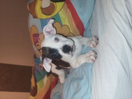 12 Wochen alter mischlingsrüde