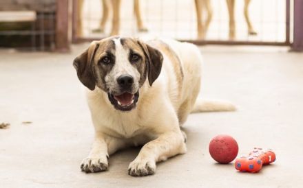 Wer schenkt dem kleinen Luke ein Zuhause?