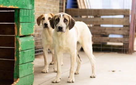 Wer schenkt dem kleinen Luke ein Zuhause?