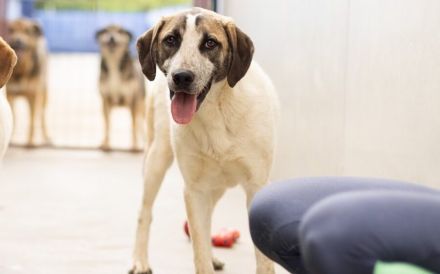 Wer schenkt dem kleinen Luke ein Zuhause?