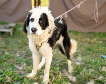 Kuh, Schaf und Löwe in einem Hund! Das ist Tim und er sucht ein Zuhause!