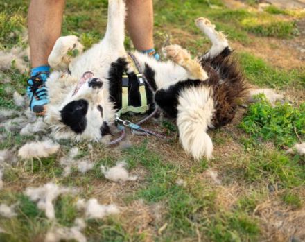 Kuh, Schaf und Löwe in einem Hund! Das ist Tim und er sucht ein Zuhause!