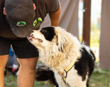 Kuh, Schaf und Löwe in einem Hund! Das ist Tim und er sucht ein Zuhause!