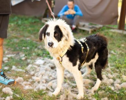 Kuh, Schaf und Löwe in einem Hund! Das ist Tim und er sucht ein Zuhause!