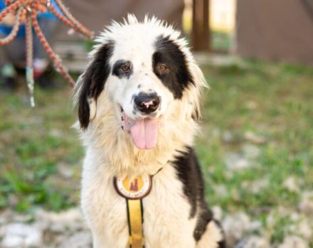 Kuh, Schaf und Löwe in einem Hund! Das ist Tim und er sucht ein Zuhause!