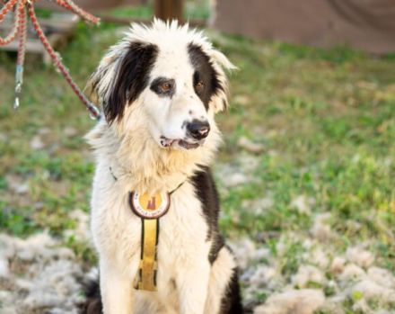 Kuh, Schaf und Löwe in einem Hund! Das ist Tim und er sucht ein Zuhause!