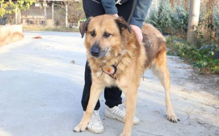 Hallo, ich bin Donny. Adoptierst du mich?