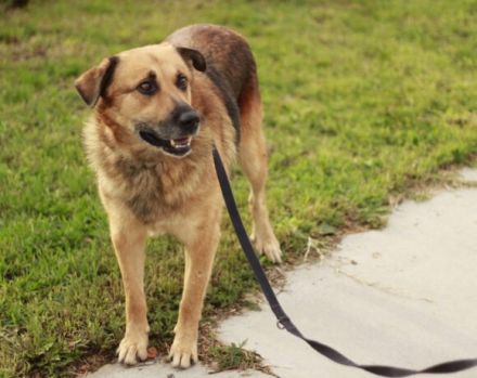 Hallo, ich bin Donny. Adoptierst du mich?